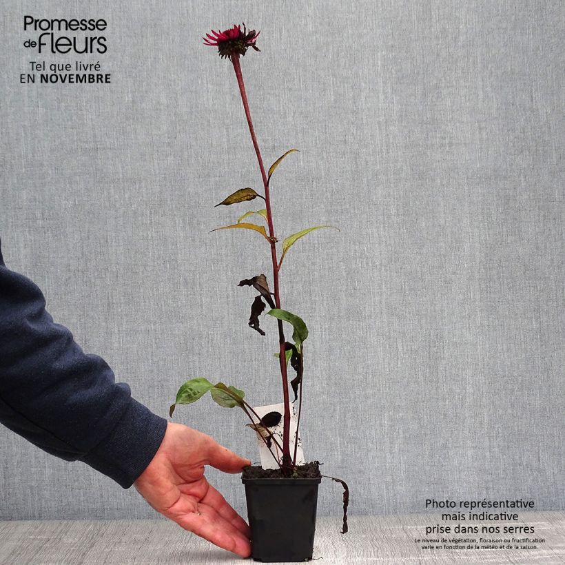 Example of Echinacea Fatal Attraction - Echinacée Godet de 8/9 cm as you get in automne