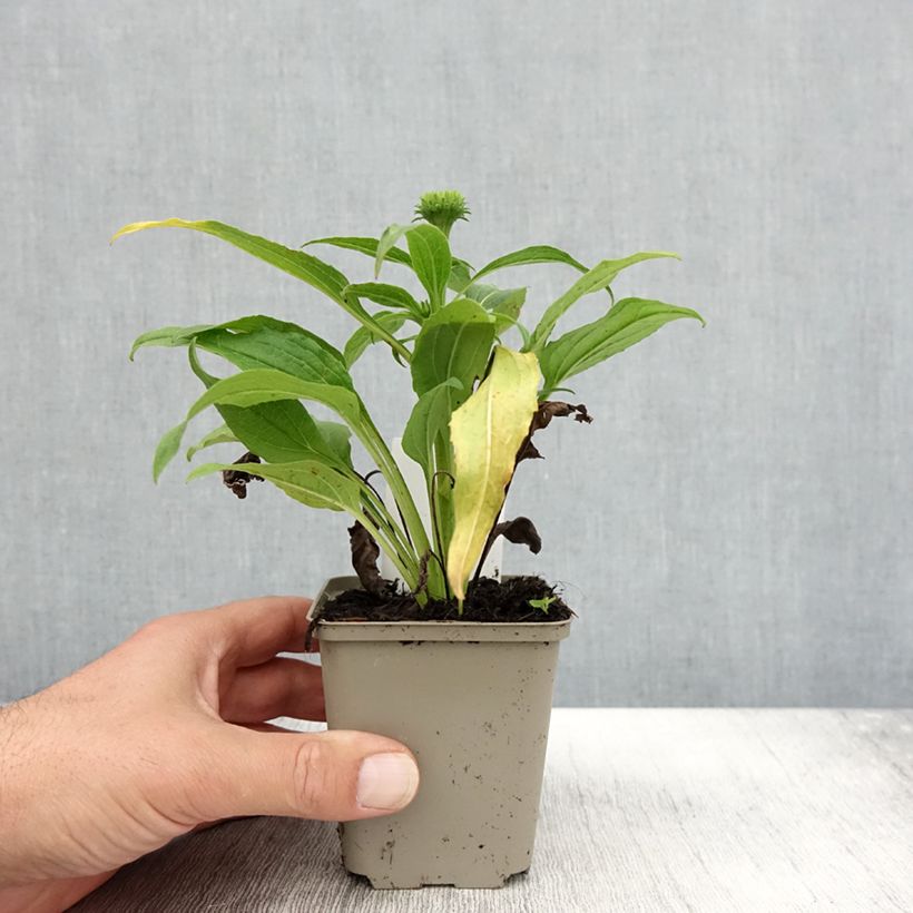 Example of Echinacea Harvest Moon - Echinacée Godet de 8/9 cm as you get in automne