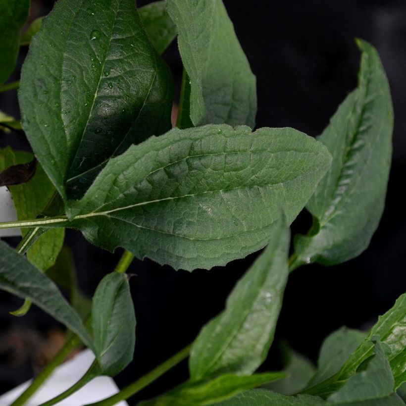 Echinacea Harvest Moon - Echinacée (Foliage)