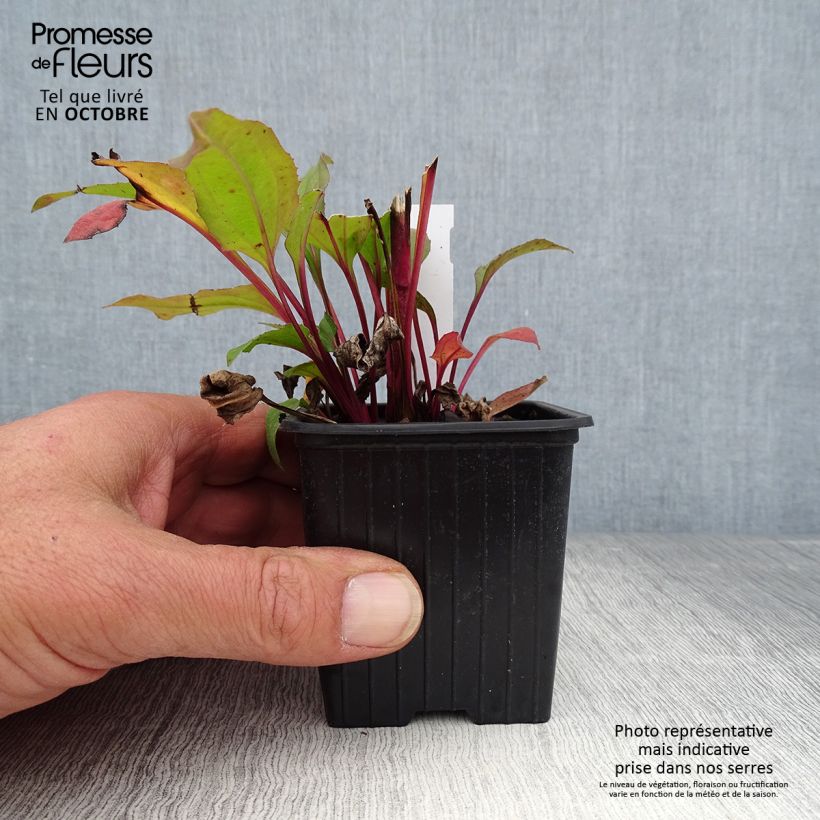 Example of Echinacea Hot Summer - Echinacée Godet de 8/9 cm as you get in automne