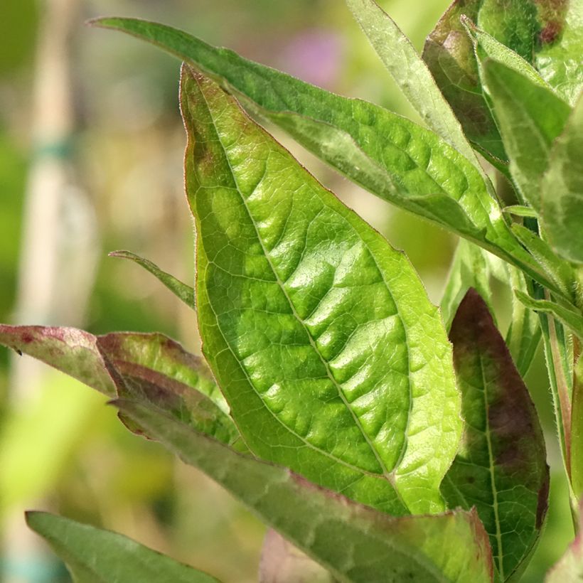 Echinacea Lakota Red - Echinacée (Foliage)