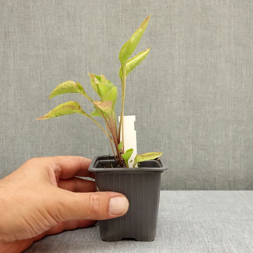 Example of Echinacea Maxima - Echinacée Godet de 8/9 cm as you get in ete
