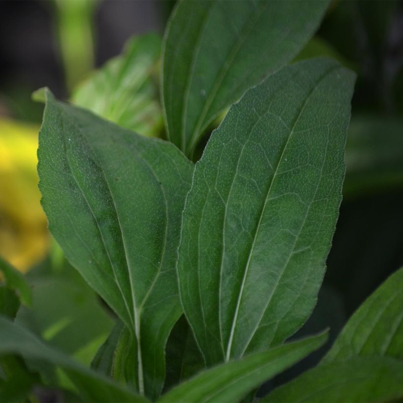 Echinacea Pacific Summer - Echinacée (Foliage)