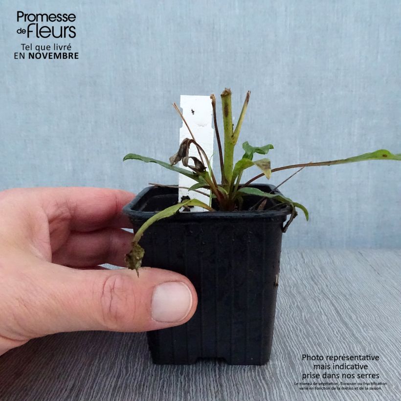 Example of Echinacea Prima Ruby - Echinacée Godet de 8/9 cm as you get in automne