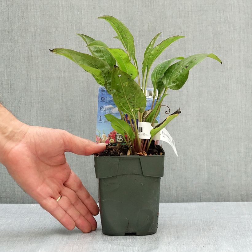 Example of Echinacea purpurea Delicious Candy - Echinacée Pot de 1,5L/2L as you get in ete