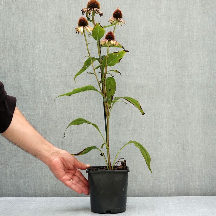 Example of Echinacea purpurea Funky Yellow - Echinacée Pot de 2L/3L as you get in ete
