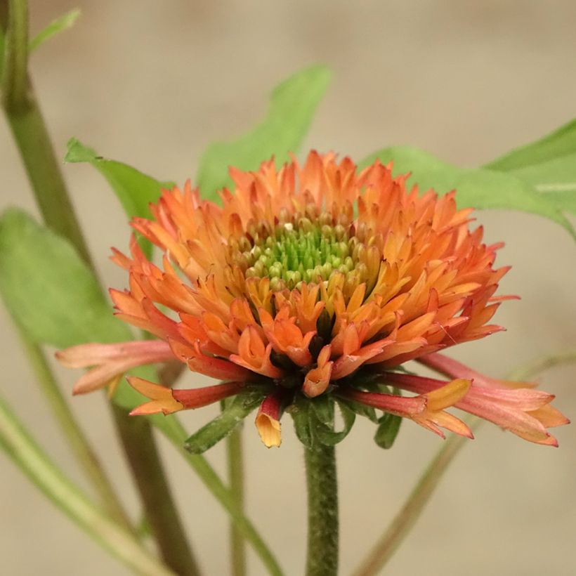 Echinacea purpurea Irresistible - Echinacée (Flowering)