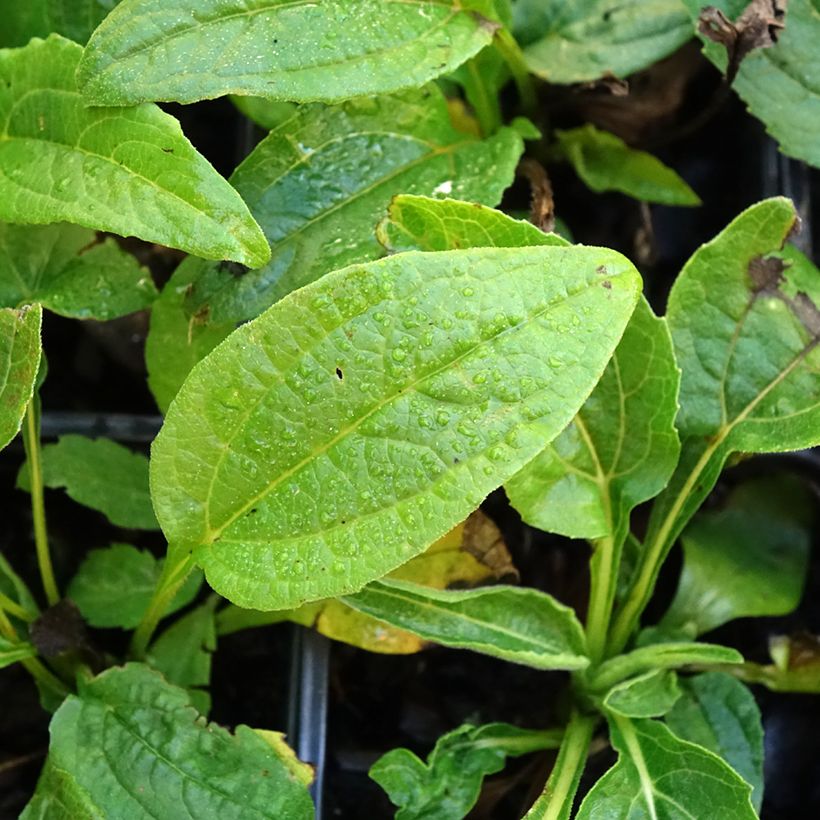 Echinacea purpurea Mellow Yellows - Echinacée (Foliage)