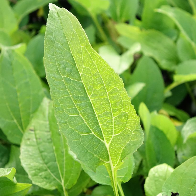 Echinacea purpurea Milkshake - Echinacée (Foliage)