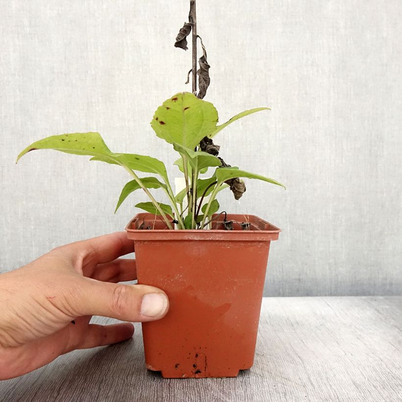 Example of Echinacea purpurea Summer Cocktail Pot de 1L/1,5L as you get in automne