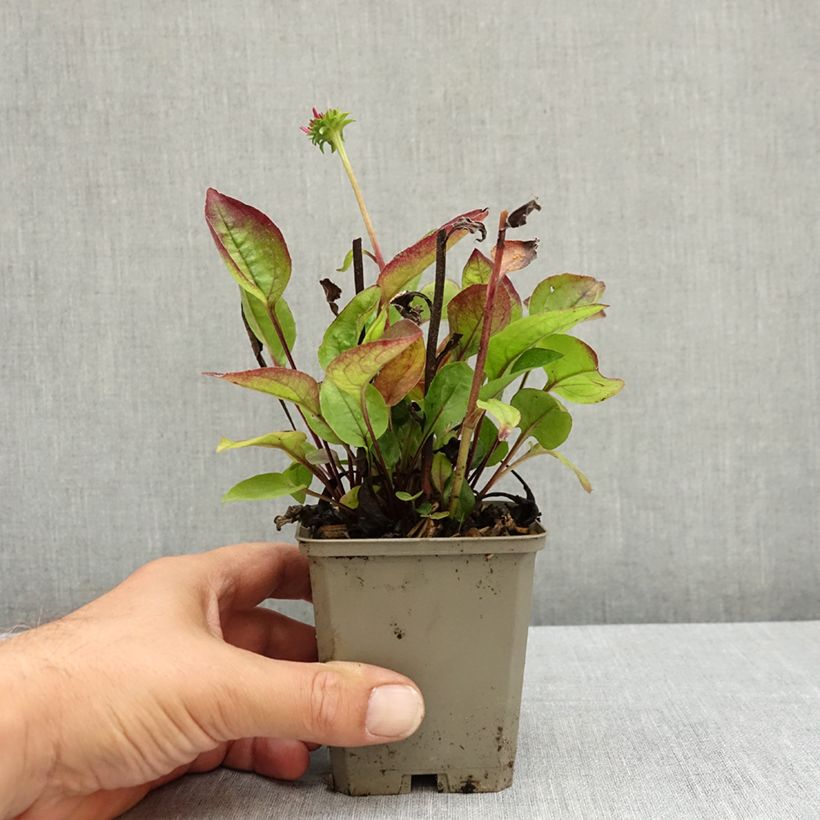 Example of Echinacea purpurea Vintage Wine - Echinacée Godet de 8/9 cm as you get in ete