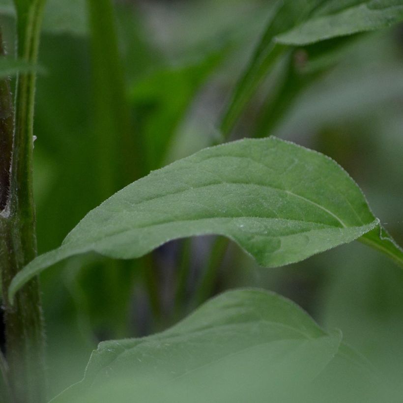 Echinacea Secret Romance - Echinacée (Foliage)