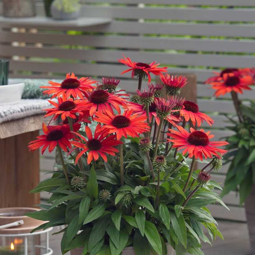 Echinacea Sun Magic Vintage Orange - Echinacée (Flowering)