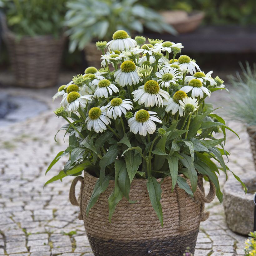 Echinacea Sun Magic Vintage White - Echinacée (Plant habit)