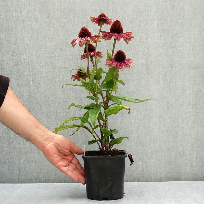 Example of Echinacea Sweet Sandia - Echinacée Pot de 2L/3L as you get in ete