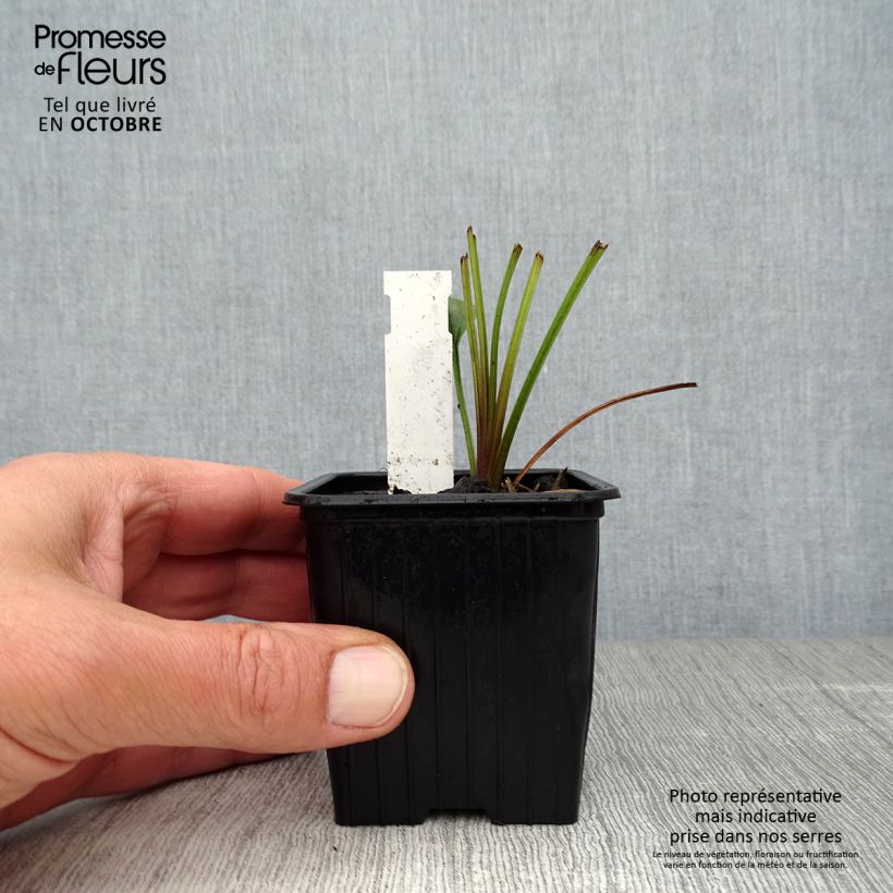 Example of Echinacea Tiki Torch - Echinacée Godet de 8/9 cm as you get in automne