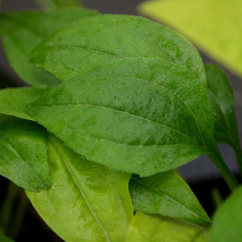 Echinacea Tweety - Echinacée (Foliage)