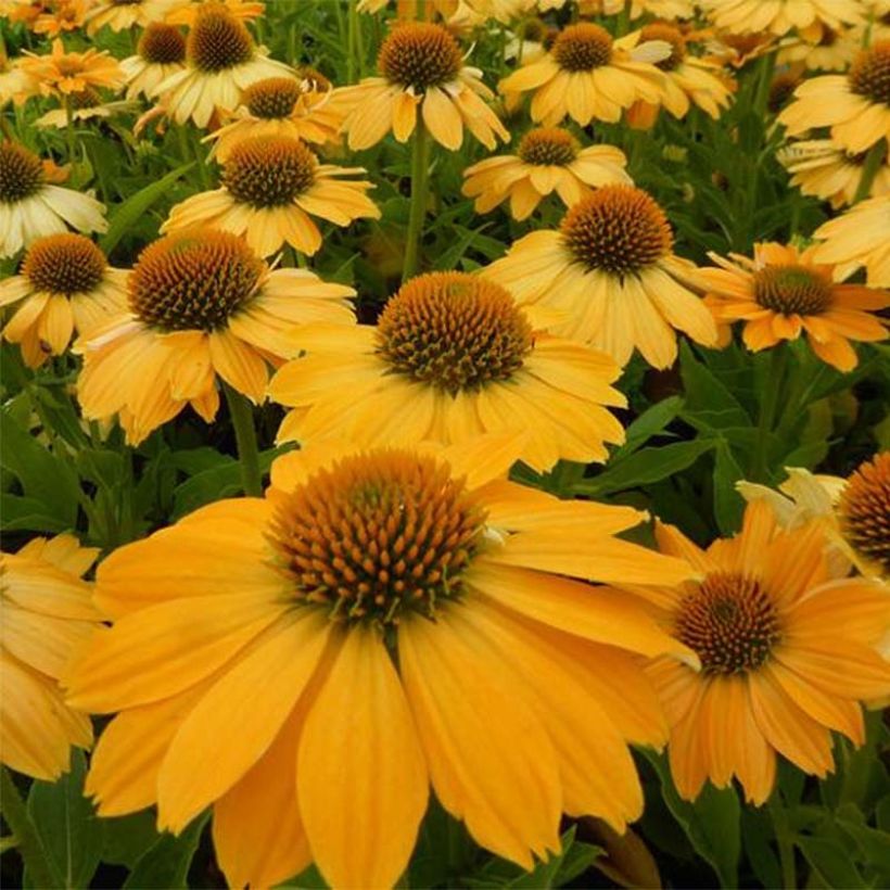 Echinacea Tweety - Echinacée (Flowering)
