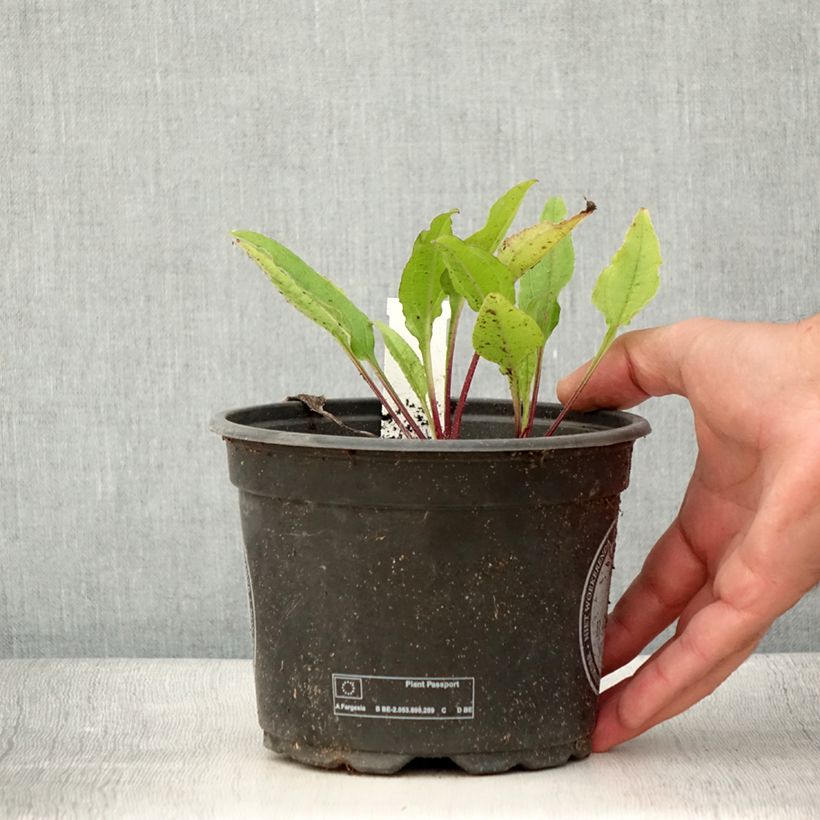 Example of Échinacée Sombrero Baja Burgundy Pot de 2L/3L as you get in ete
