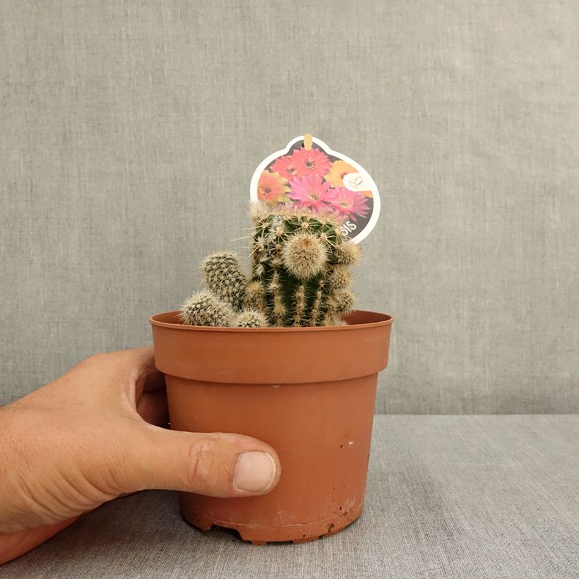 Example of Echinopsis multiplex - Boule de Moïse Pot de 1L/1,5L as you get in ete