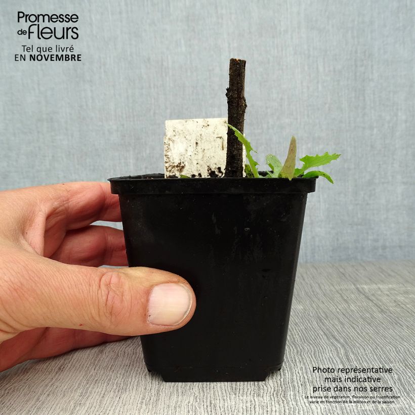 Example of Echium vulgare Godet de 8/9 cm as you get in automne