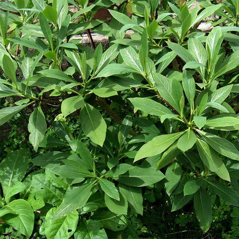Edgeworthia chrysantha - Buisson à papier (Foliage)