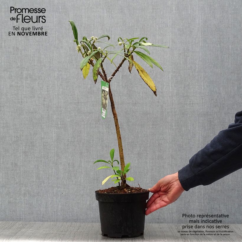 Example of Edgeworthia chrysantha - Buisson à papier Pot de 3L/4L as you get in automne