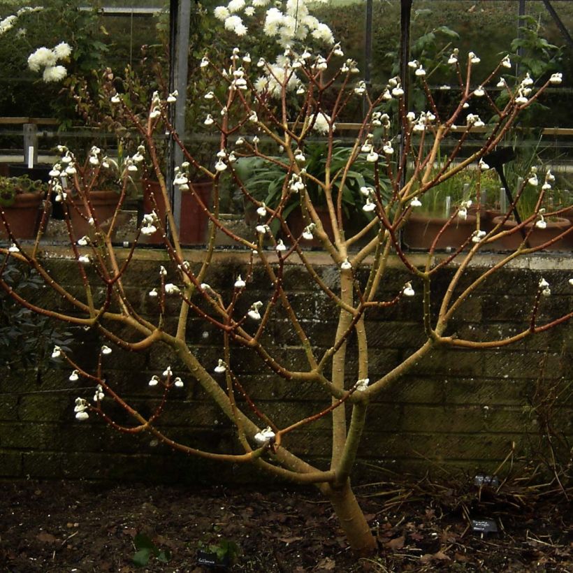 Edgeworthia chrysantha Grandiflora - Buisson à papier (Plant habit)