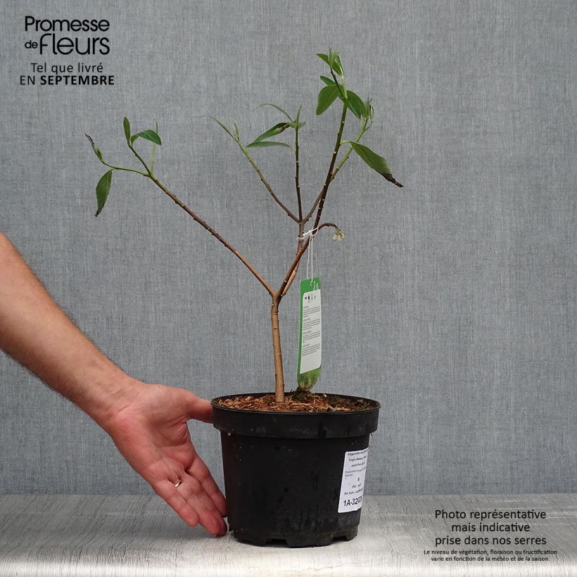 Example of Edgeworthia chrysantha Red Dragon Akebono - Arbre à papier  Pot de 3L/4L as you get in automne