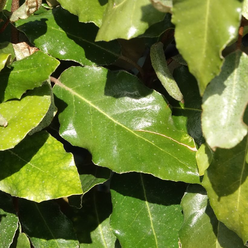 Elaeagnus ebbingei Crispy - Chalef (Foliage)