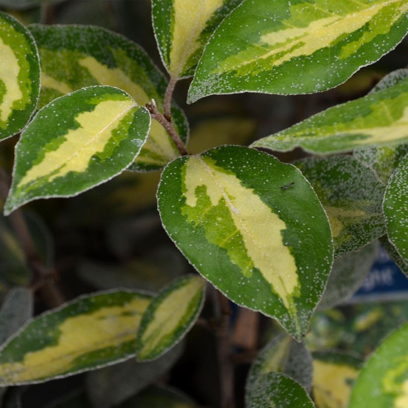 Elaeagnus ebbingei Limelight - Chalef de Ebbing (Foliage)