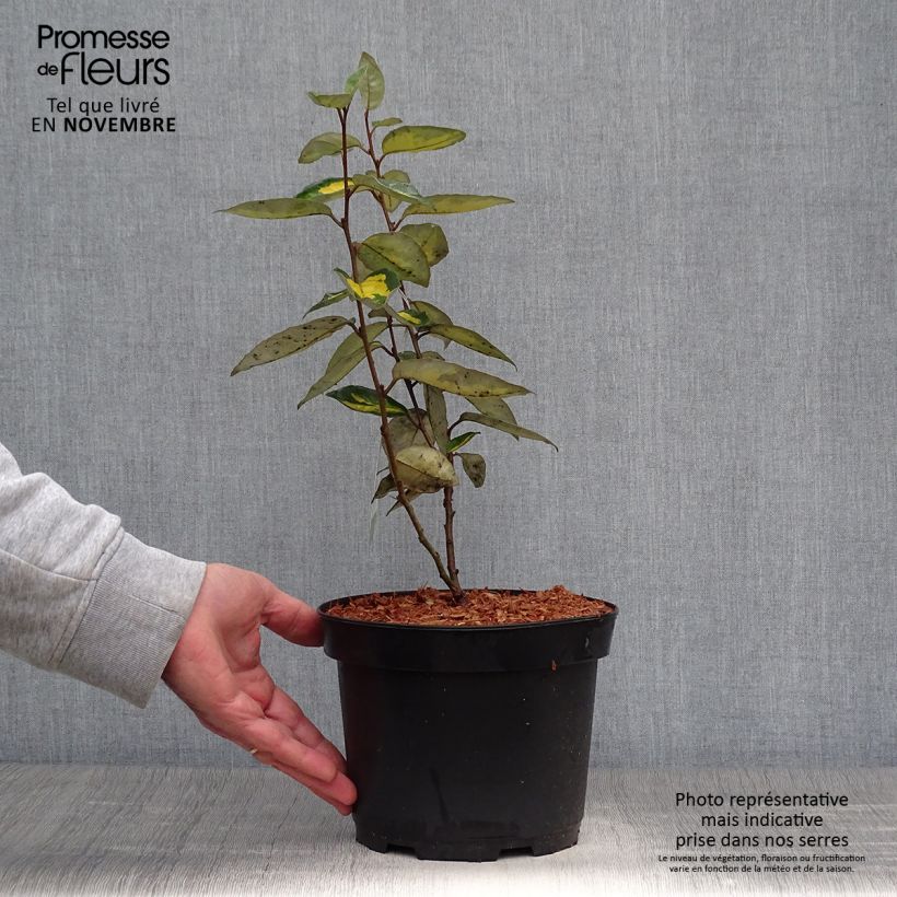 Example of Elaeagnus ebbingei Limelight - Chalef de Ebbing Pot de 2L/3L as you get in automne