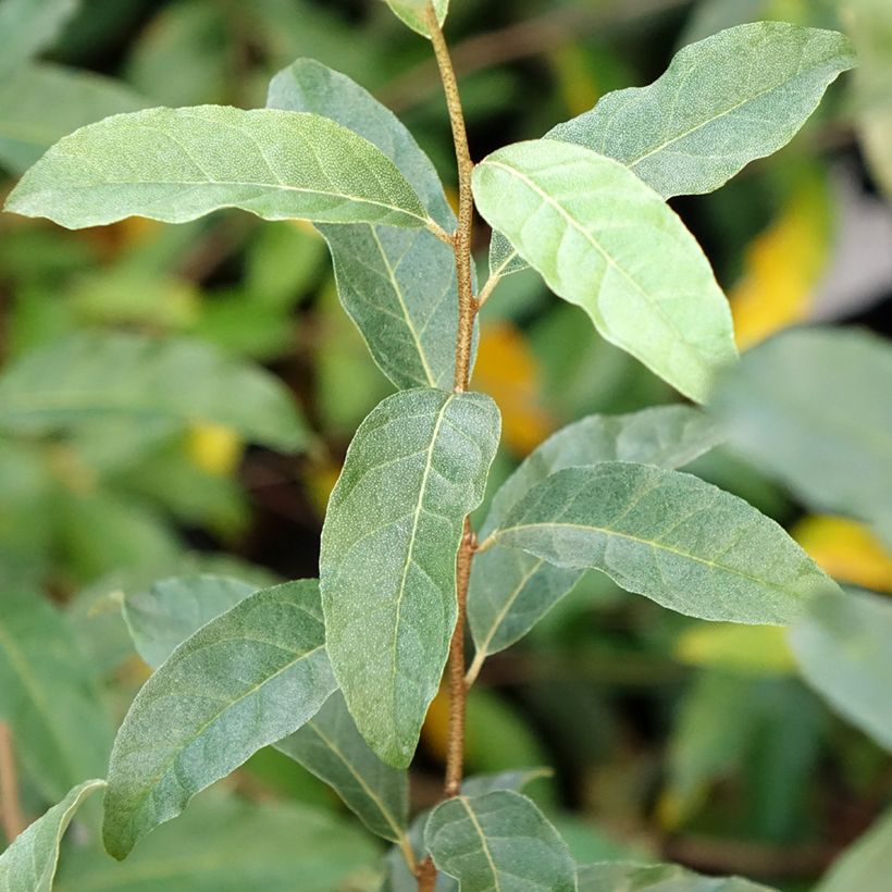 Elaeagnus umbellata Amoroso - Chalef en ombelles (Foliage)