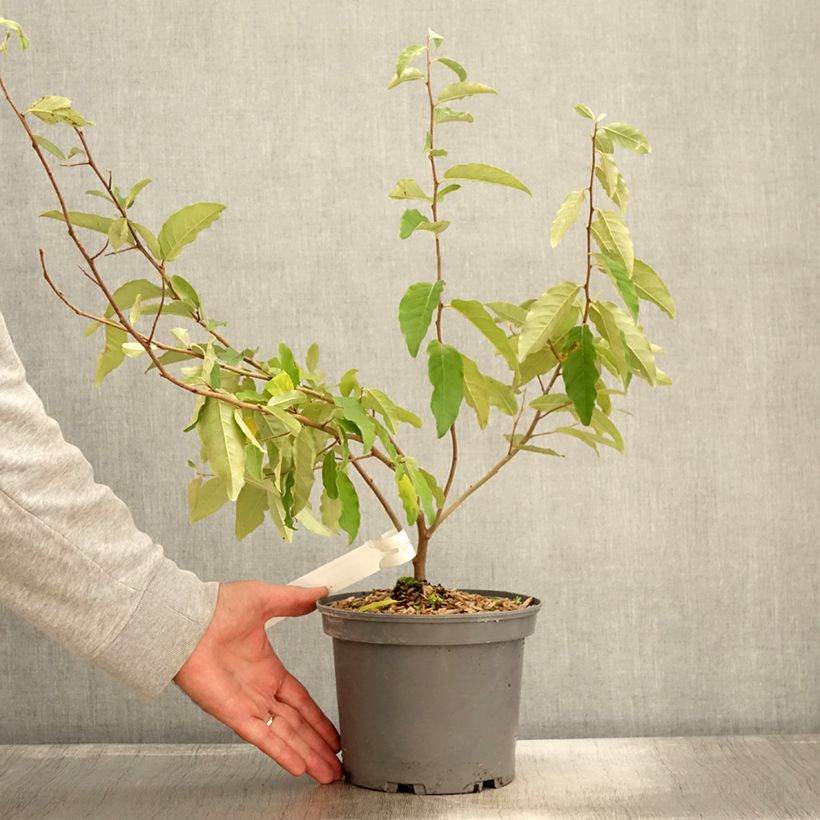 Example of Elaeagnus umbellata Fortunella - Goumi du Japon Pot de 2L/3L as you get in automne