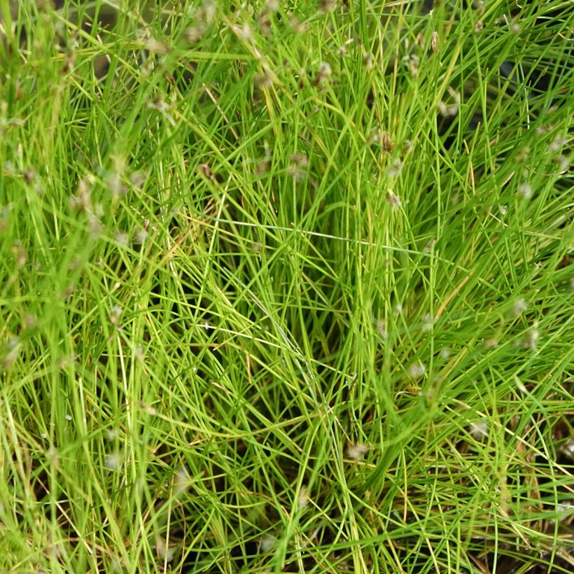 Eleocharis acicularis - Scirpe épingle (Foliage)