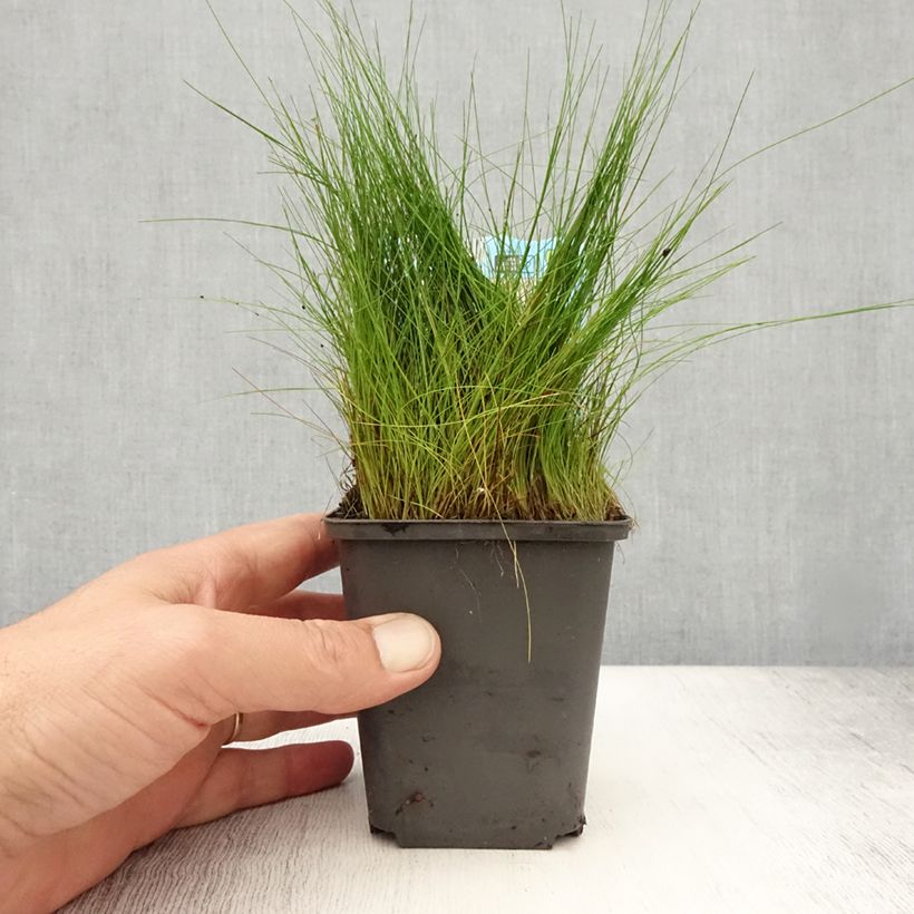 Example of Eleocharis acicularis - Scirpe épingle Godet de 8/9 cm as you get in ete