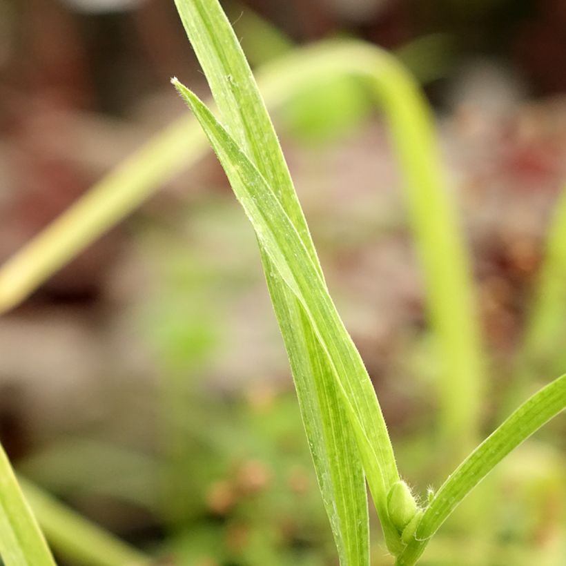Ephémère de Virginie - Tradescantia andersoniana Bilberry Ice (Foliage)