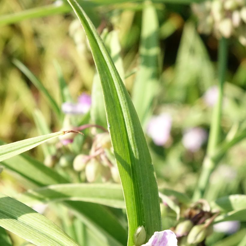 Ephémère de Virginie - Tradescantia andersoniana Pink Chablis (Foliage)