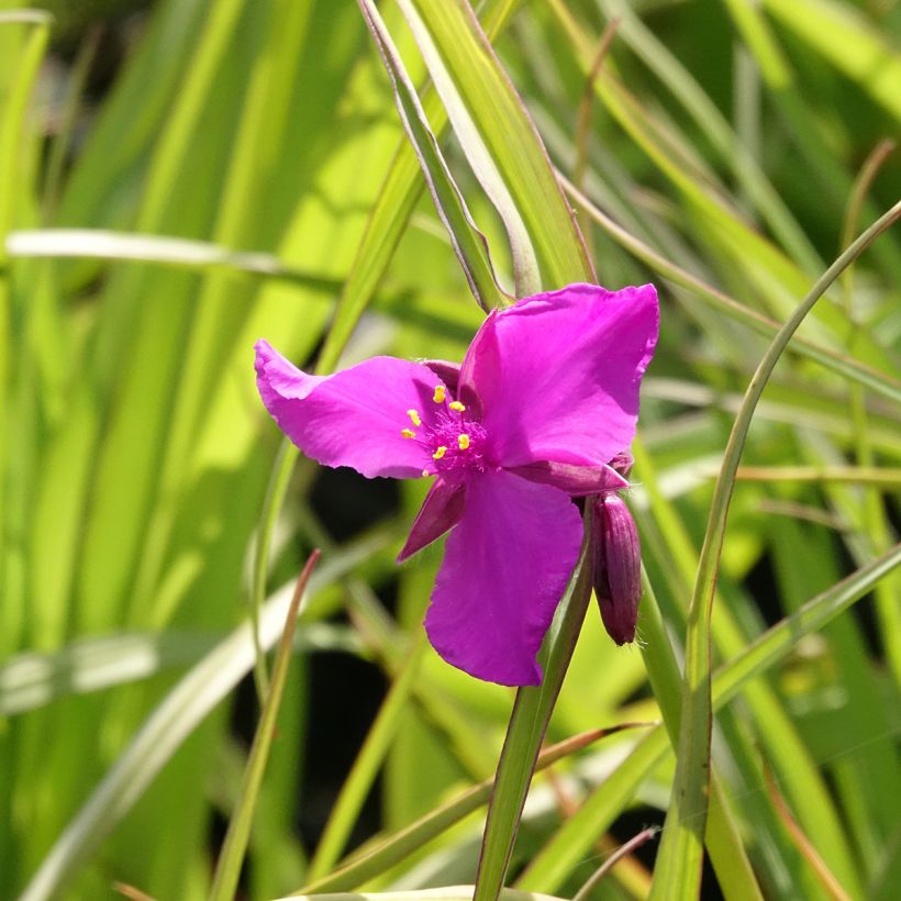 Ephémère de Virginie - Tradescantia andersoniana Red Grape (Flowering)