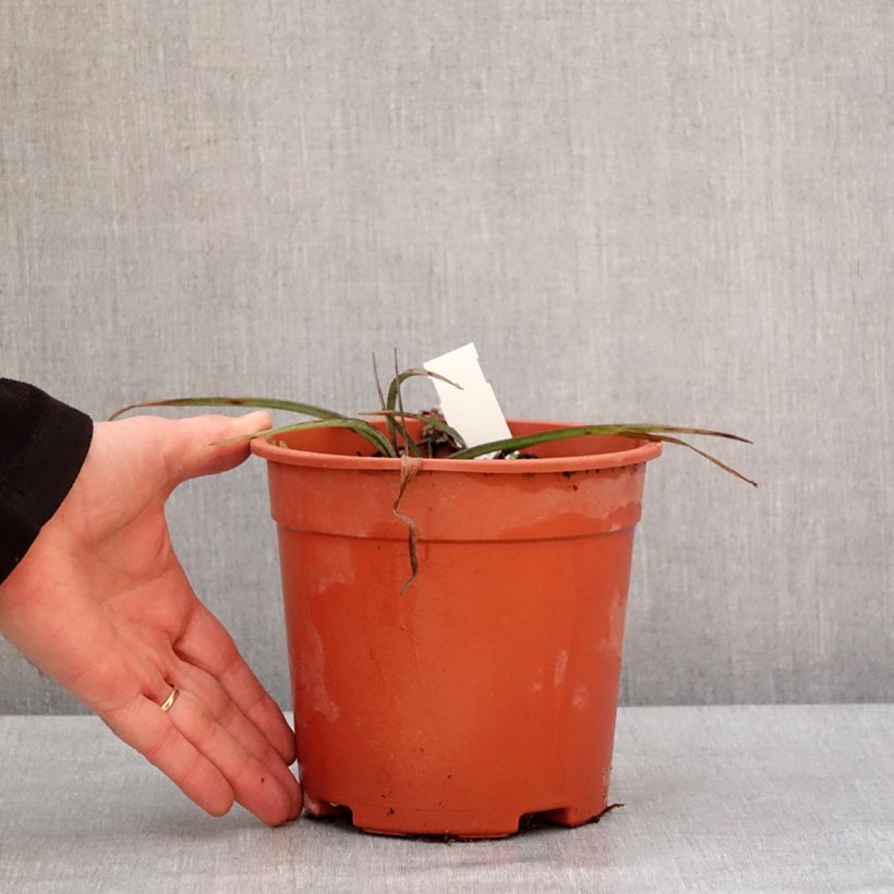 Example of Ephémère de Virginie - Tradescantia andersonina Concord Grape Pot de 2L/3L as you get in hiver