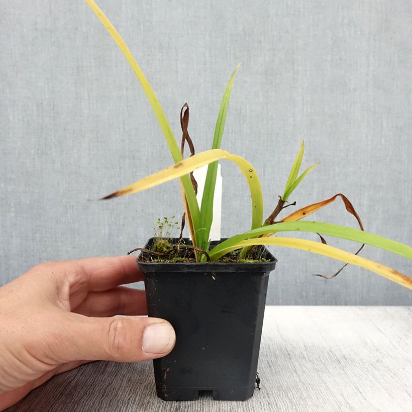 Example of Ephémère de Virginie - Tradescantia x andersoniana Innocence  Godet de 8/9 cm as you get in automne