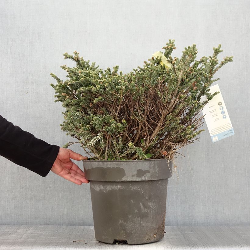 Example of Epicea bleu - Picea pungens Blue Mountain Pièce as you get in printemps