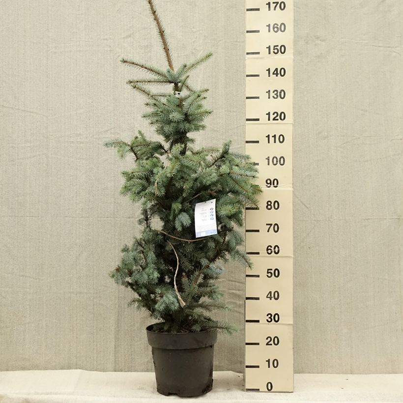 Example of Epicéa bleu - Picea pungens Edith Pièce as you get in ete