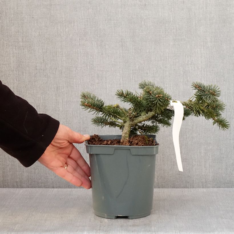 Example of Epicea bleu - Picea pungens Glauca Globosa  Pot de 2L/3L as you get in hiver