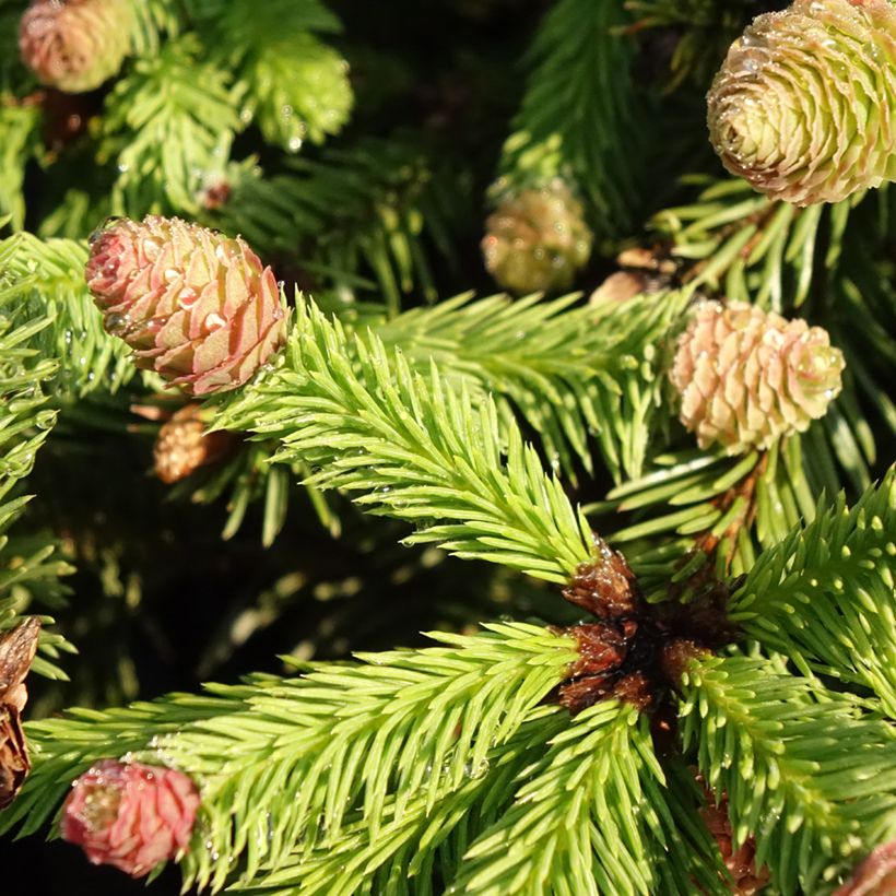 Epicea commun nain - Picea abies Pusch (Foliage)