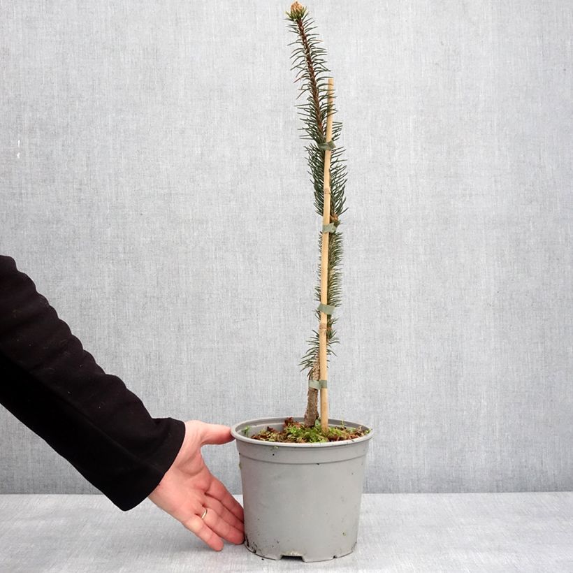 Example of Epicéa commun - Picea abies Cranstonii Pot de 3L/4L as you get in hiver