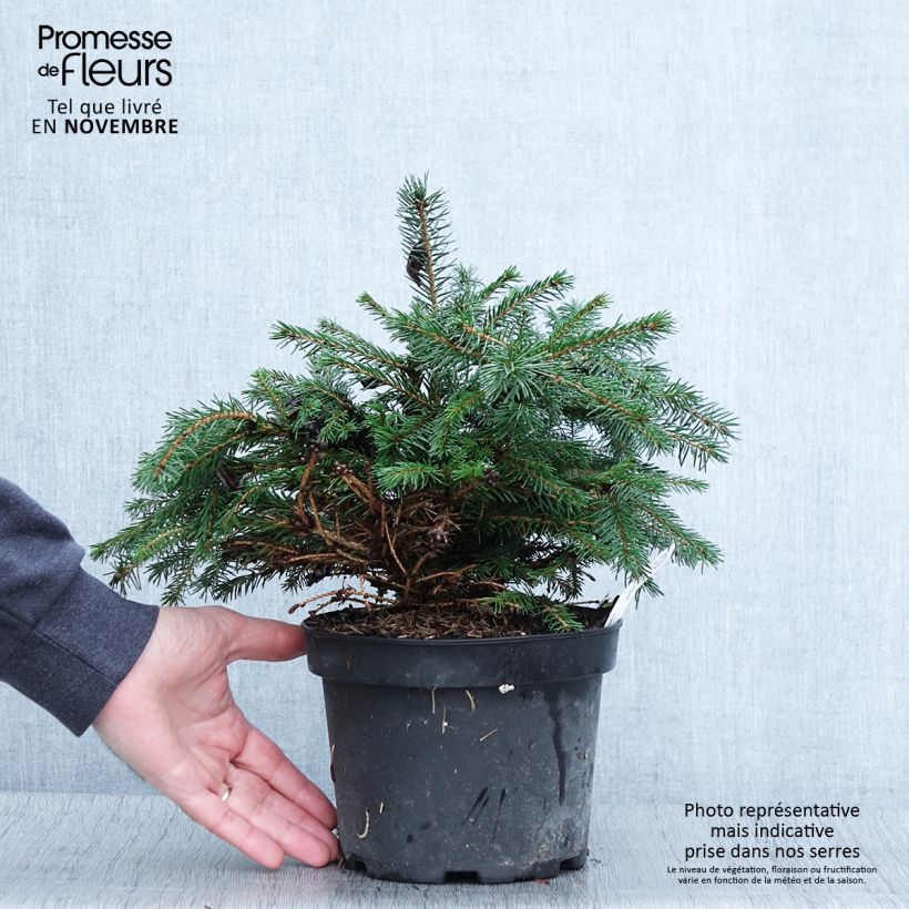 Example of Epicea commun - Picea abies Maxwellii Pot de 2L/3L as you get in automne