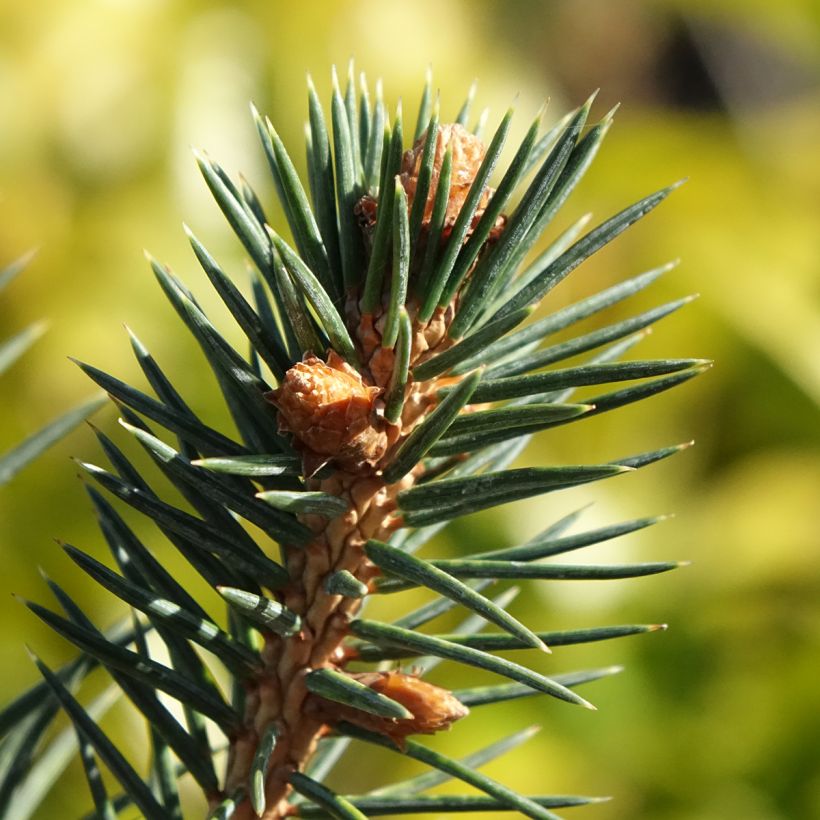 Épicéa de Chihuahua - Picea chihuahuana (Foliage)