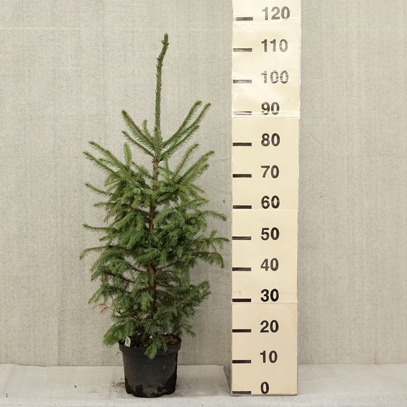 Example of Épicéa de Serbie Nana - Picea omorika Pot de 2L/3L as you get in automne