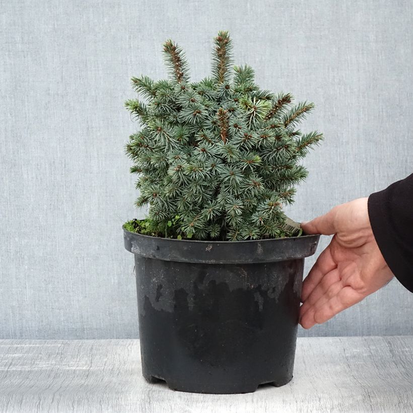 Example of Épicéa de Sitka - Picea sitchensis Midget Pot de 4L/5L as you get in automne
